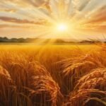 Saljong and the First Harvest: The Garo Origin of Wangala, and What It Has to Do With Tea