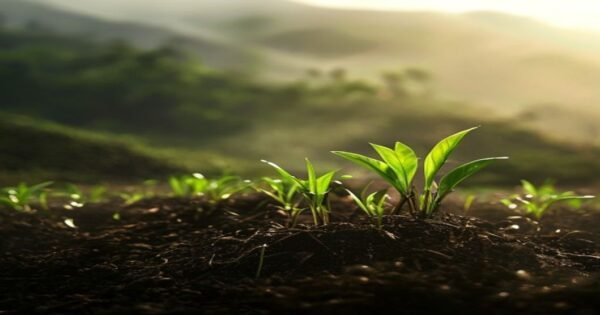 Fresh tea leaves in rich garden soil