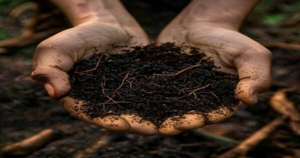 Dark organic topsoil in a tea garden