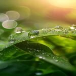 Green Tea and Your Eyes: How EGCG Reaches Ocular Tissue and What It Does There